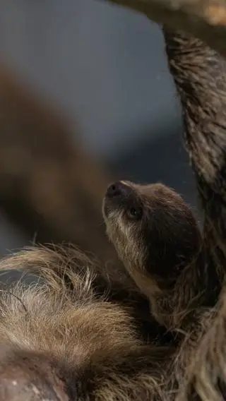 Leniuchowiec przyszedł na świat w Warszawskim Zoo