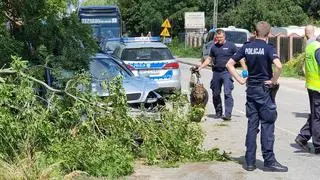 Na miejscu wypadku pracują policjanci z psem tropiącym