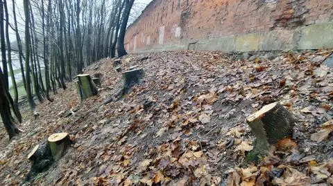 Wycinają drzewa przy Cytadeli, potem rozbiorą zabytkowy mur