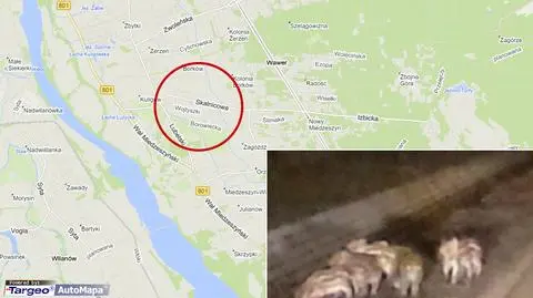 Warchlaki "bały się przejść" przez jezdnię