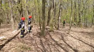 Pożar w Lesie Bielańskim