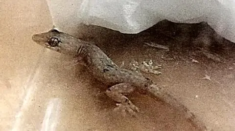 "Po powrocie z wakacji zauważyła w swoich rzeczach wpatrujące się w nią… oczy"