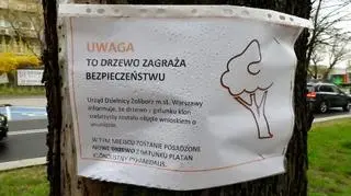 Planują wycinkę drzew na Rydygiera