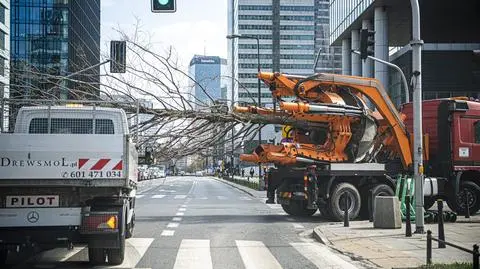 Znów przesadzają drzewa z placu Europejskiego. Metasekwoje i cypryśniki trafią do wolskich parków