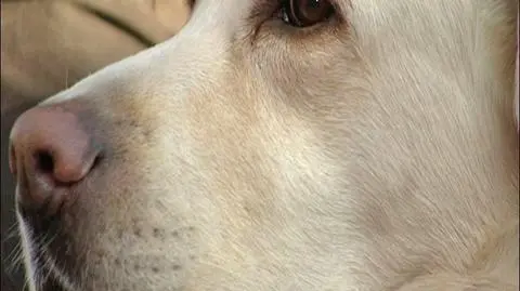 Poszukiwany listem gończym wpadł, bo ukradł labradora