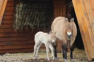 W warszawskim zoo urodziła się klaczka konia Przewalskiego