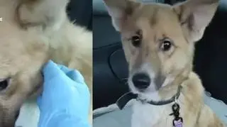 Pod opieką suczka wraca do zdrowia