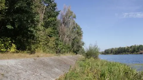 Wycinka nad Kanałem Żerańskim: ratusz chce drzew, nie sadzonek