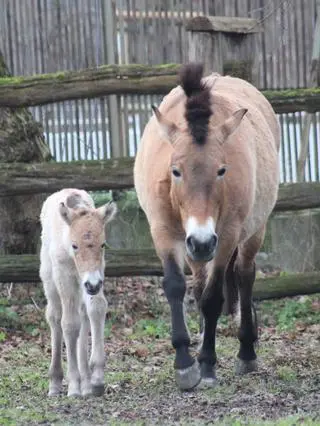 W warszawskim zoo urodziła się klaczka konia Przewalskiego