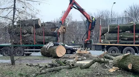 Budują linię tramwajową, wycięli 60-letnie topole 