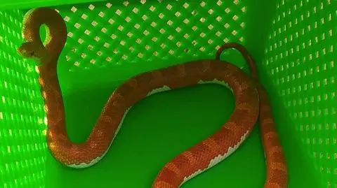 Na schodach przestraszył ich czerwony wąż