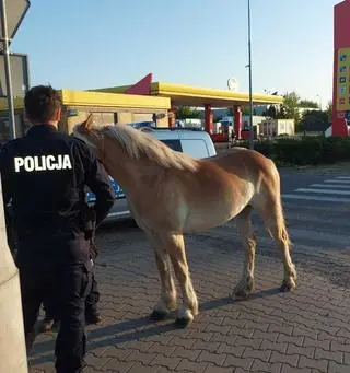 8-letni kucyk biegał po ulicy w Radomiu 