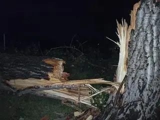 Drzewo runęło na drogę, którą poruszał się osobowy seat