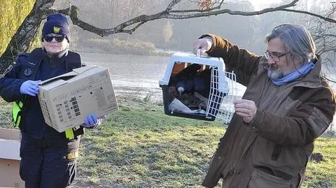 Podtrute kawki i gawrony wróciły na wolność