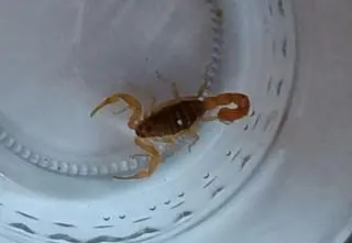 Wrócili z Grecji, w walizce znaleźli pasażera na gapę 