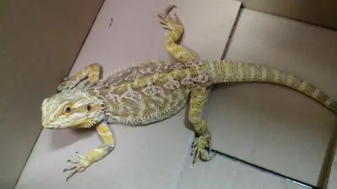 Szaro-żółta agama na Fioletowej