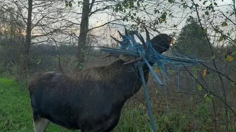 Łoś zaplątał się w suszarkę do ubrań. "Szukał pomocy, bo nie uciekał"