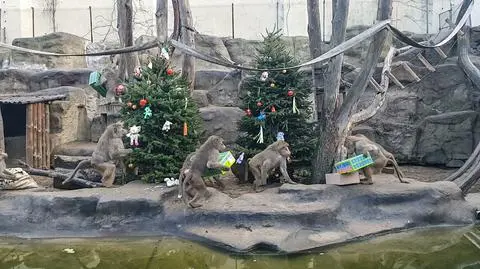 Prezenty u pawianów 