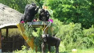 Urodziny Kimberly w zoo