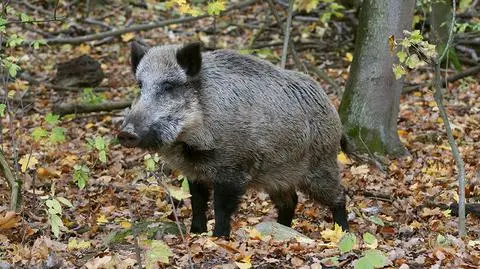 Stado dzików wybiegło pod koła samochodu. Zginęło pięć zwierząt