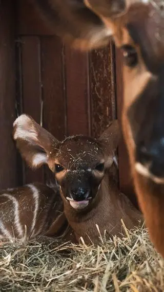 Samiczka antylopy bongo przyszła na świat w warszawskim zoo