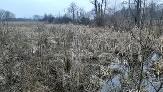 Prace toczyły się na terenie rezerwatu Wieliszewskie Łęgi