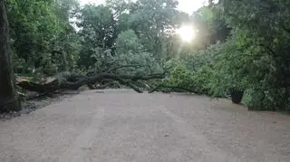 Połamane drzewa w Ogrodzie Krasińskich 