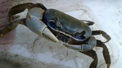 "Nie wiem, co to za zwierzę, ale nie powinno chodzić po jezdni"