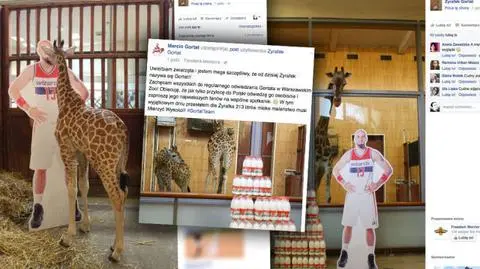 Koszykarz chrzestnym żyrafy. Mały byk dostał na imię... Gortat 