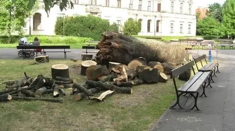 "Masakra drzew" czy "srebrna siekiera"?