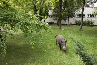 Dzik w szkolnym ogródku przy Balkonowej