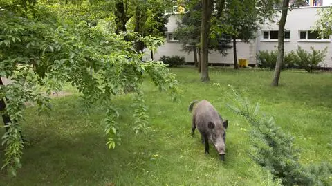 O poranku usłyszeli głośne chrumkanie. W szkolnym ogrodzie dozorca zastał "dorodnego samca dzika"