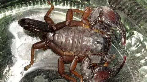 Skorpion w mieszkaniu. "Mogli go przywieźć z wakacji we Włoszech"