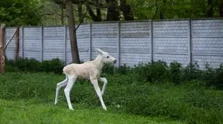 Karolcia ma około dwóch tygodni