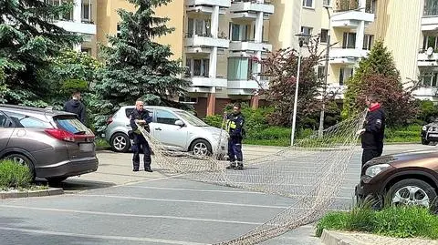 Operacja "Jeleń" na osiedlu w centrum Warszawy
