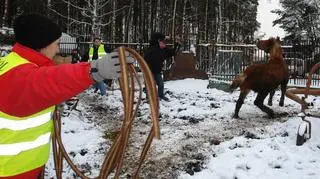 Aktualnie czytasz: Trzymał konie bez wody i jedzenia