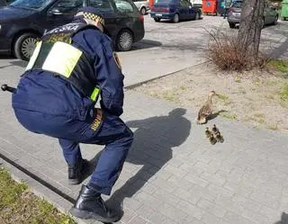 Służby uratowały kaczątka ze studzienki