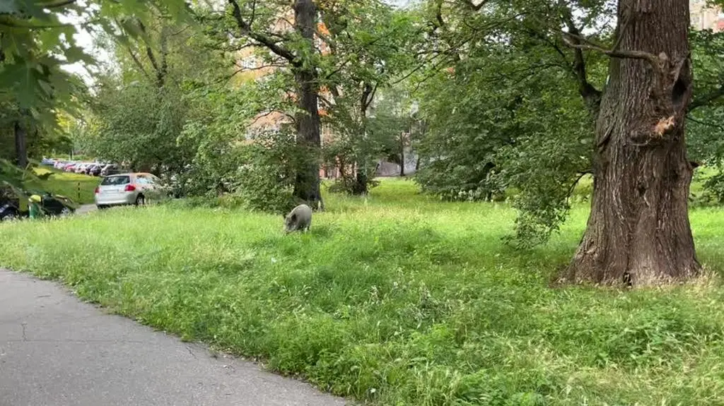 dzik_wideo
