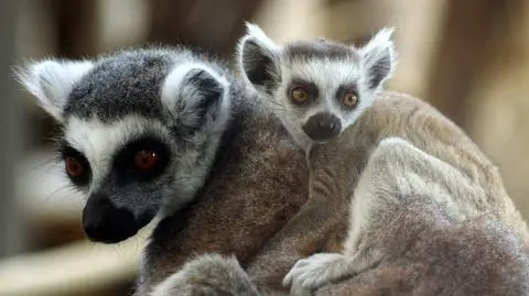 "Baby boom" w zoo