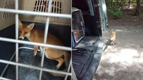 "Chytre zwierzę" w galerii handlowej