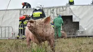 Ciężarówka ze świniami wywróciła się na rondzie