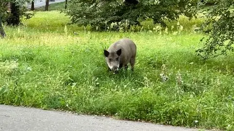 Dzik w mieście. Jak reagować?