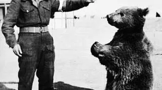 Niedźwiedź Wojtek w kwietniu 1942 roku został przygarnięty przez żołnierzy Armii Andersa