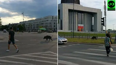 Dziki spacer przed świątynią w Wilanowie