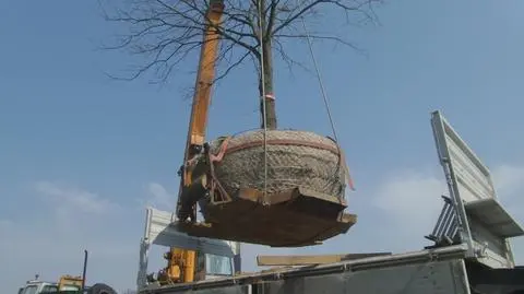 Zamiast wycinać drzewa, można je przesadzić. Na Białołęce tak zrobili