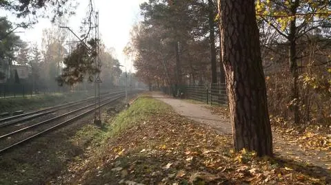 Niepewna przyszłość drzew przy WKD. "Postępowanie jest skomplikowane"