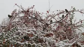 Pierwszy śnieg w Warszawie