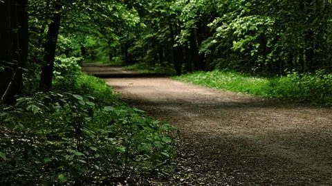 Po gwałcie w Lesie Kabackim: "Postawcie tam oświetlenie"