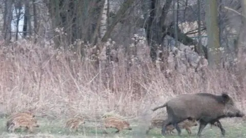 Spacer dzików