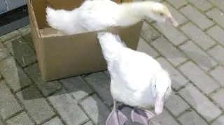 Gęsi uratowane przez Straż Miejską